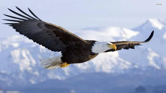 El águila calva es vista como un símbolo de fuerza, valentía y libertad a lo largo de la historia de Estados Unidos. Foto: Wallpapers.   