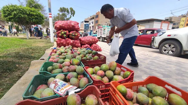 Productores enterraron sus mangos ante caída de precios. Foto: Emmanuel Moreno   