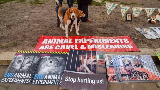 Más de 2.000 beagles fueron sometidos a experimentos mortales. Foto: Fox News. Más de 2.000 beagles fueron sometidos a experimentos mortales. Foto: Fox News.