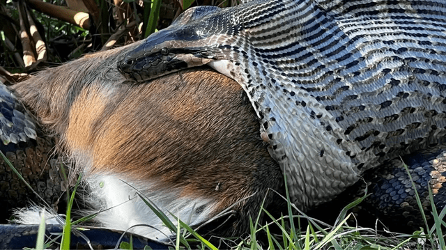 Las serpientes como la pitón suelen tragarse enteros a animales grandes. Foto: Conservancy of Southwest Florida Las serpientes como la pitón suelen tragarse enteros a animales grandes. Foto: Conservancy of Southwest Florida