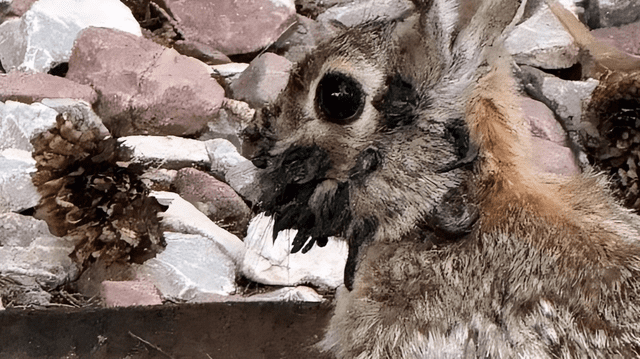 Los cuernos también podrían crecer en la boca de los conejos salvajes. Foto: Fox News.   