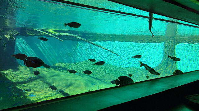 Los tanques temáticos albergan diversas especies marinas. Foto: Tripadvisor Los tanques temáticos albergan diversas especies marinas. Foto: Tripadvisor