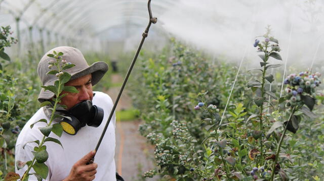  Una fumigación rutinaria de cultivos puede condenar silenciosamente a los mismos polinizadores que mantienen vivas las granjas. Foto. IStock   
