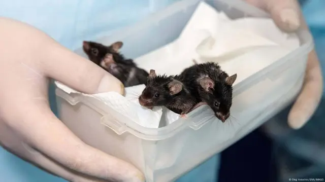  Imagen de algunos ratones que fueron parte de la misión de 'Arca de Noé'. Foto: Oleg Voloshin/SNA/IMAGO<br>    