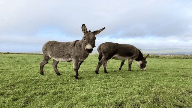 Donkeys around the world are finally getting the recognition they deserve on World Donkey Day—a call for compassion, care, and respect. Photo: Unsplash Donkeys around the world are finally getting the recognition they deserve on World Donkey Day—a call for compassion, care, and respect. Photo: Unsplash