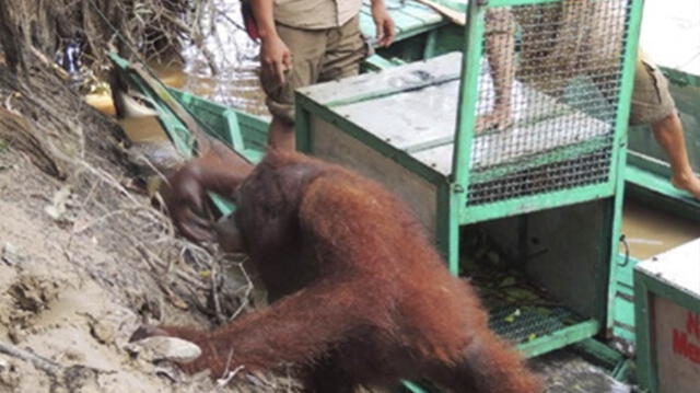 Pony: la orangután que fue maquillada y prostituida en burdel de Indonesia
