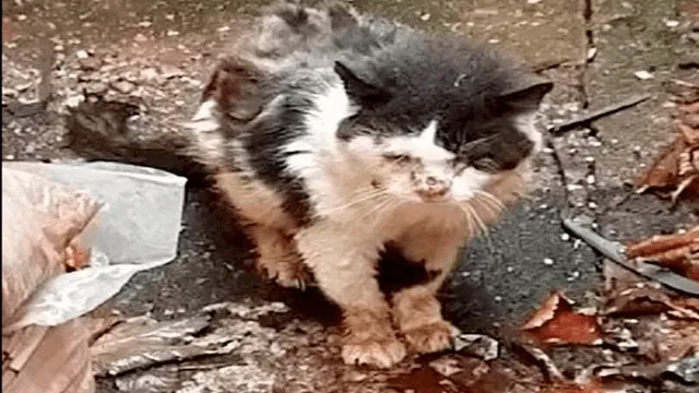 Muere Maximus, el gato callejero que batalló contra el VIH felino [VIDEO]