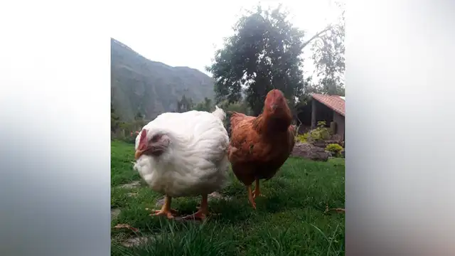 Gallinas pasan sus días en una mansión tras ser rescatadas de un matadero en Cusco [FOTOS]