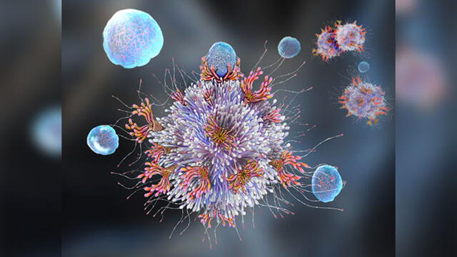 El sistema inmune combate a los agentes infecciosos. Imagen: Science Photo Library.