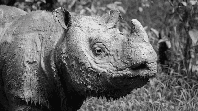 Muere Iman, la última rinoceronte de Sumatra