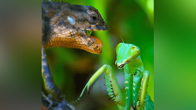 Pelea entre lagarto y mantis religiosa