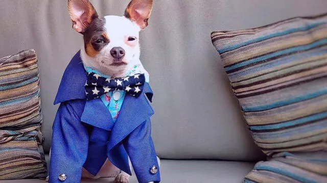 A la tierna chihuahua le encantan las fotos y no pierde la oportunidad de lucir sus delicados trajes. Foto: Instagram A la tierna chihuahua le encantan las fotos y no pierde la oportunidad de lucir sus delicados trajes. Foto: Instagram