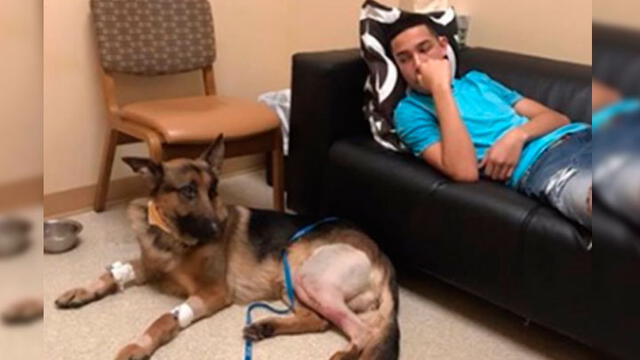 Perro recibe varios balazos por salvar la vida de su dueño durante un asalto [VIDEO]