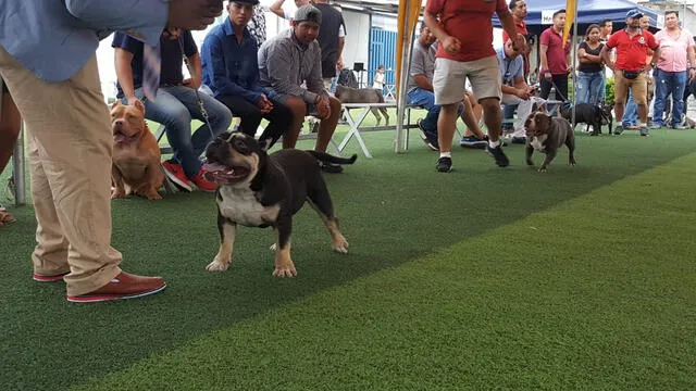 Conoce a Ajax, el American Bully que dejó en alto al Perú en competencia internacional 