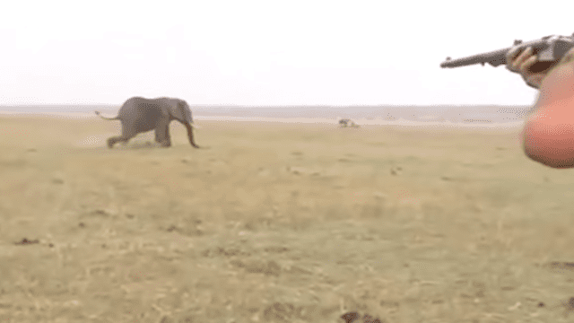 Manada de elefantes arremete contra cazadores que mataron a su compañero [VIDEO]