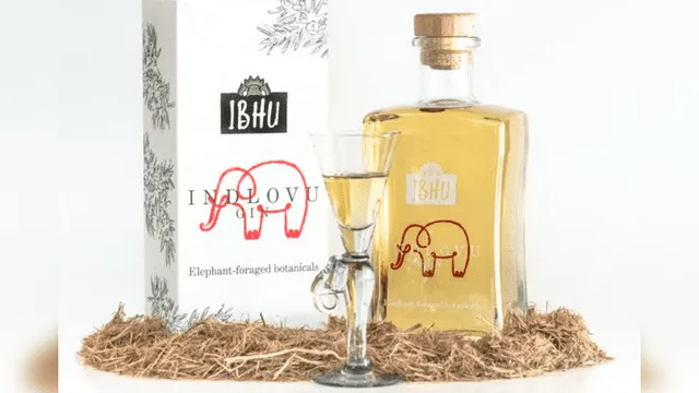 Ginebra, la bebida alcohólica hecha con excremento de elefante y que es un ‘boom’ en África