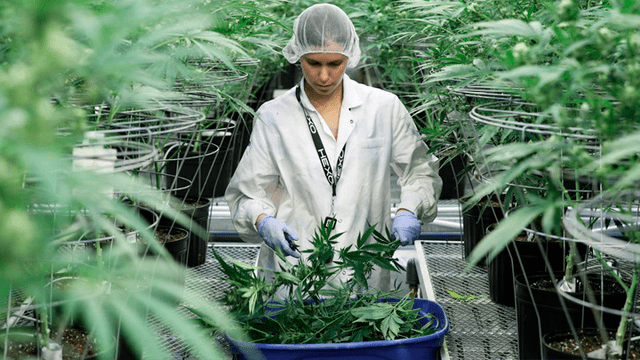 Una empleada recolecta tallos de plantas de cannabis en las instalaciones de Hexo Corp en Gatineau, Quebec, Canadá, 26 de septiembre de 2018. Chris Wattie / Reuters