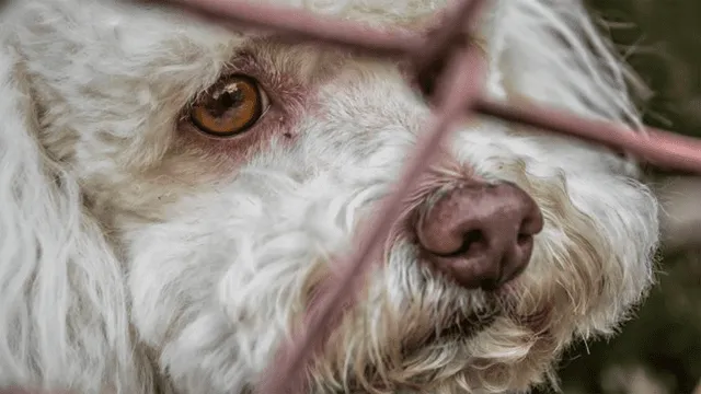 México: perros y gatos abandonados en las calles por temor al contagio del coronavirus [FOTOS]
