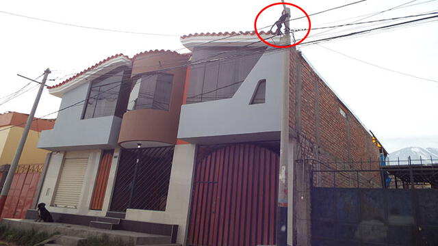 Decomisan mono araña y guacamayo de una vivienda en Arequipa [FOTOS Y VIDEO]