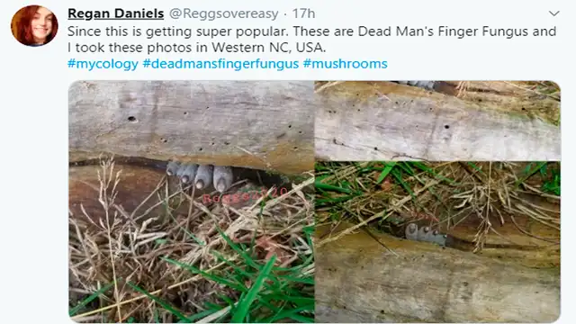 La verdad detrás de la escalofriante foto de los “dedos de un hombre muerto” [FOTOS]