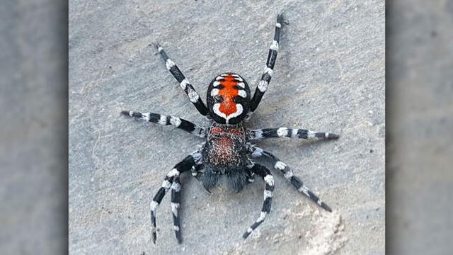 Araña Loureedia phoenixi. Crédito: Niloofar Sheikh.