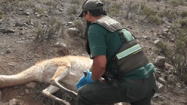 Argentina – caza ilegal – reserva natural – animales