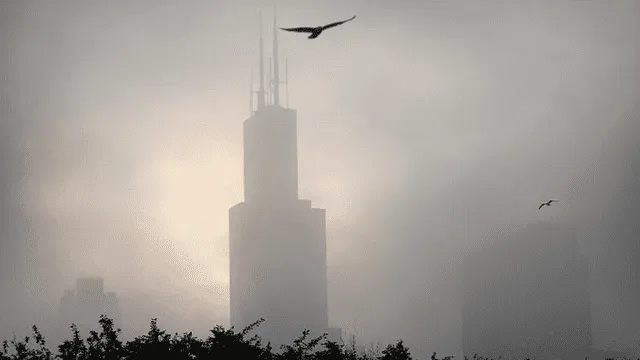 Cerca de 600 millones de aves mueren al año en EE. UU. al chocar contra rascacielos