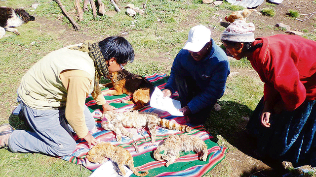En defensa del titi o gato andino: campaña de conservación en Puno [Video]