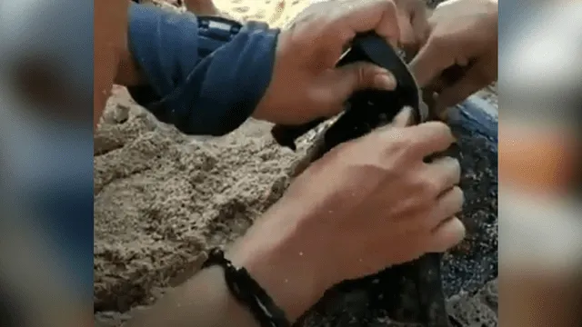 Facebook viral: jóvenes rescatan a tortuga que estaba atrapada en un tacho de plástico [VIDEO]