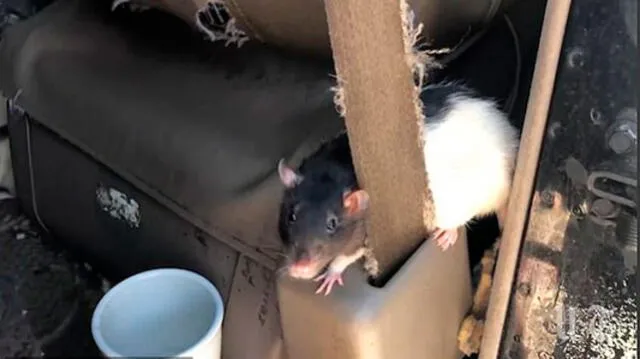 "Las ratas vivían en todos lados" de la camioneta, subrayó Cook. San Diego Union-Tribune