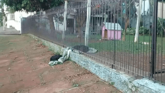 Perro es captado compartiendo su cobija con un can callejero a través de una reja