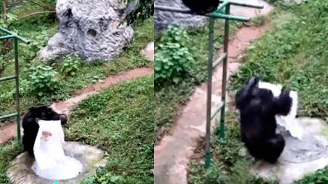 YouTube viral: captan a un chimpancé lavando la ropa de su cuidador en un zoológico [VIDEO]