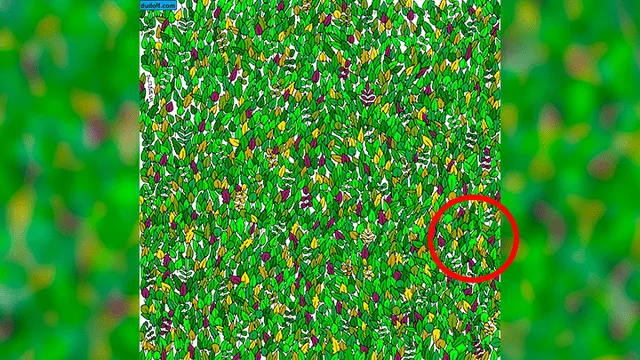 Facebook viral: halla al sapo bebé escondido entre hojas, el reto visual que casi nadie puede superar