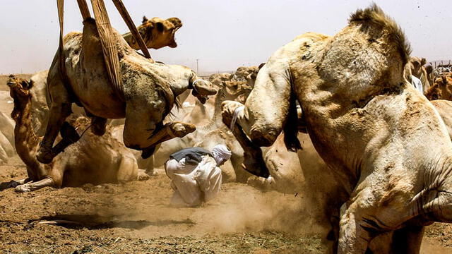 Maltrato animal en Sudán. Foto: AFP.