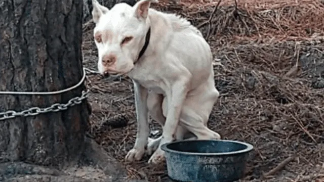 Hero, el perro desnutrido que vivió cuatro años encadenado a un árbol por sus dueños