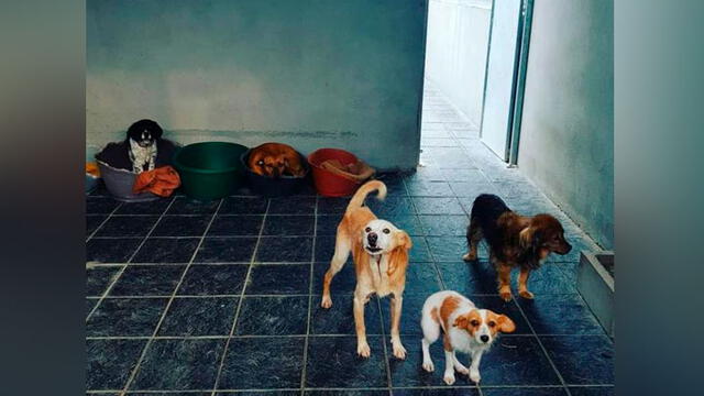 Cuco estaba desde febrero en el local de la Asociación Protectora de Animales de Vilagarcía de Arousa. Foto: La Vanguardia