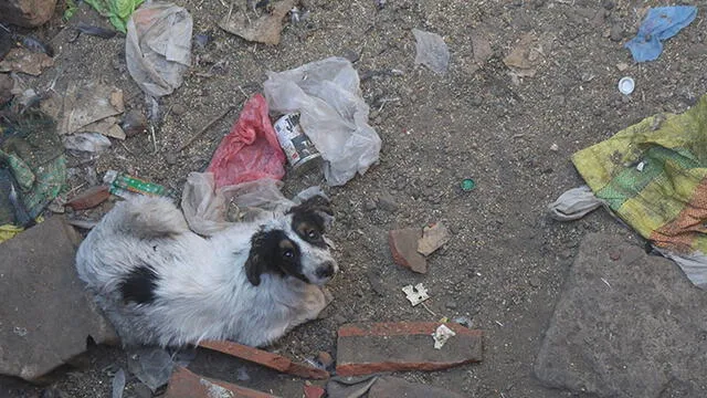 Arequipa: Rescatan a 21 canes que vivían hacinados en una vivienda