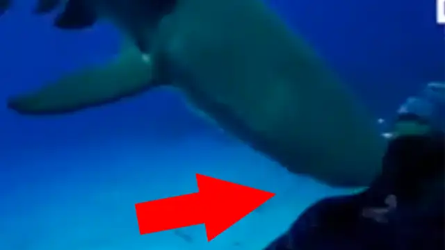 YouTube viral: gigantesco tiburón aparece en 'selfie' que intentó tomarse un arriesgado buzo [VIDEO]