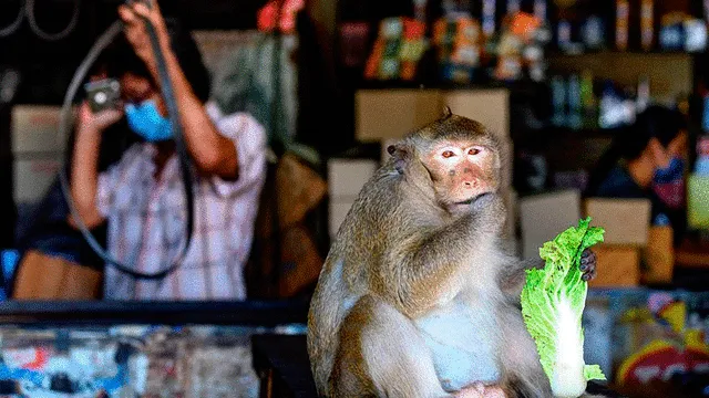 La abundancia de comida habría sido la responsable del desordenado aumento de monos. Foto: AFP.
