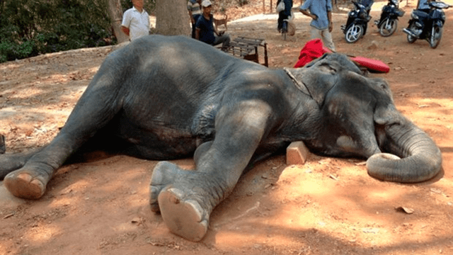 Elefantes que cargaban a turistas en sus lomos son liberados tras la propagación del coronavirus