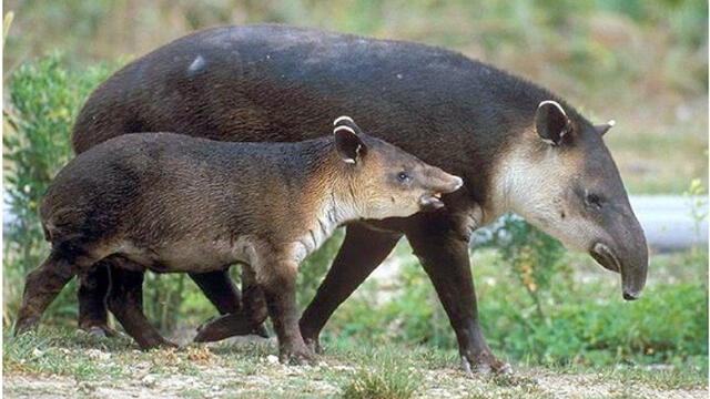 tapir andino