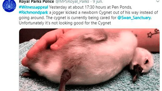 ¡No resistió!: muere cisne bebé que sufrió daño cerebral tras ser pateado por un deportista