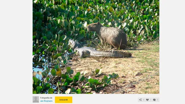 Foto de ronsoco al costado de un caimán, en Brasil. Jan Roijmans.