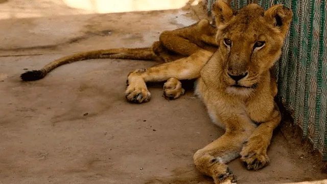 Una de las leonas del zoológico en Sudán.