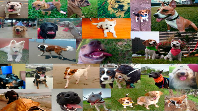 Mascotas – perros - animales - Dog Walker Perú