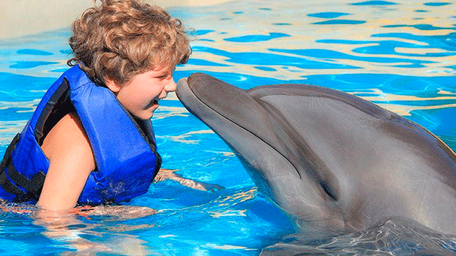 Facebook viral: delfín y anciano protagonizan tierna 'pelea' acuática y enternecen a miles [VIDEO]