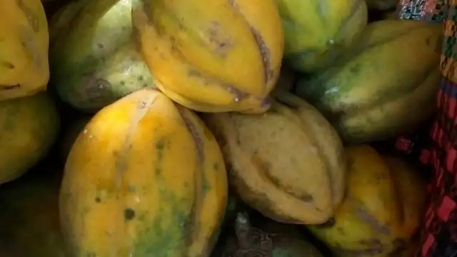 El toronche es muy popular en el centro y norte de Sudamérica, específicamente en Perú y Colombia. Foto: VerdeNatura