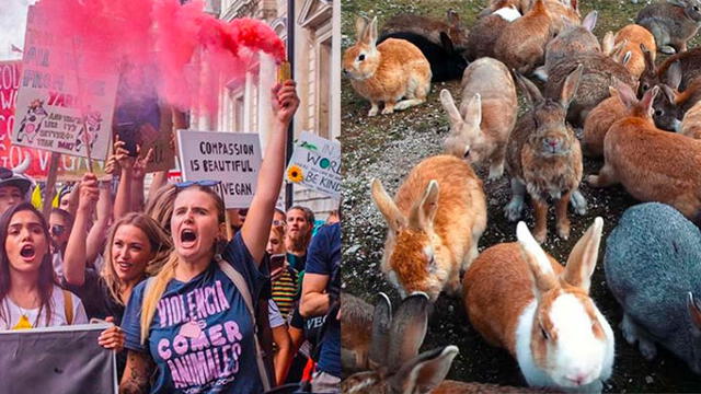 La defensora de animales Mythical Mia participó en el rescate de los conejos y lo hizo público. Fotos: Instagram (mythical.mia)/ Difusión.