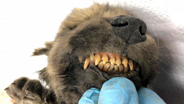 'Dogor' tiene hasta la dentadura íntegra, en un hecho considerado asombroso por los expertos