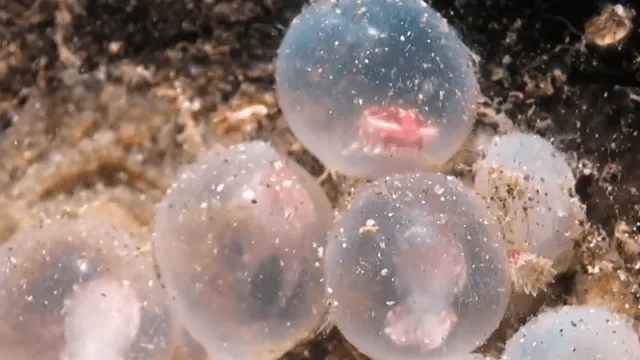 YouTube viral: buzo capta el nacimiento de un precioso animal acuático y se hace viral [VIDEO]